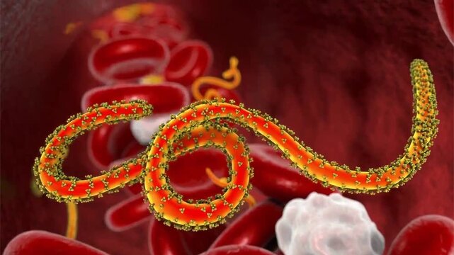 Ebola virus filaments shown in 3D animation, elongated virions causing Ebola virus disease, a severe viral haemorrhagic fever affecting humans and primates.