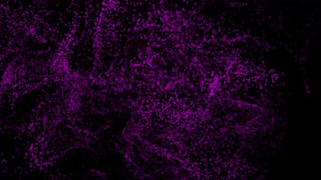 Close-up view of a purple octopus on a black background marine