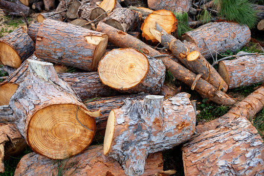 Pile of cut pine log with bark and wood grain texture
