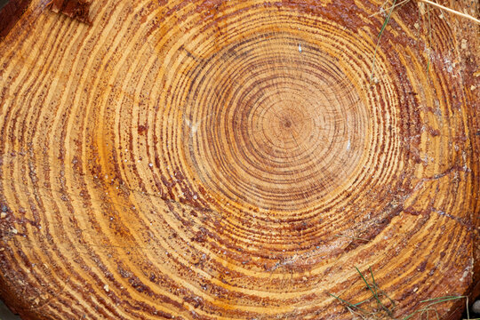 Closeup of wood log texture with tree rings pattern