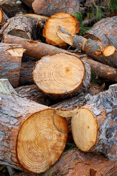Closeup of stacked pine log ends with wood grain texture