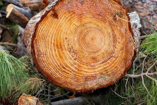 Close up of log cross section with wood ring texture