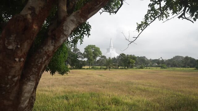 View of exterior of Sanda Hiru Seya framed by tree and fields, Anuradhapura, Sri Lanka, Asia