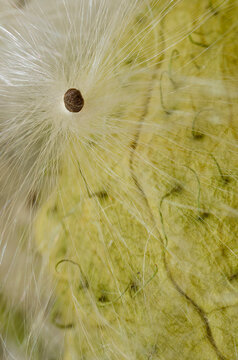 Film Macro Closeup of Common Milkweed Seed and Silk