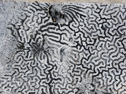 Black and White Closeup of Fossil Coral Stone Pattern