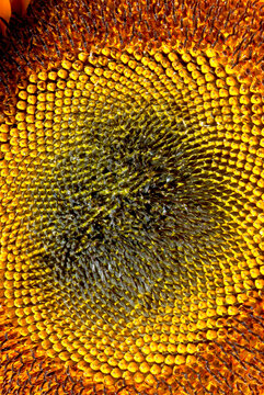 Macro Closeup of Common Sunflower Seed Head Texture
