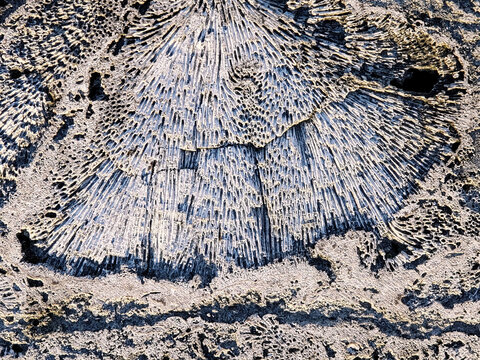 Closeup Detail of Agatized Coral Fossil Texture