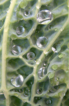 Closeup macro of savoy cabbage leaf with water droplets