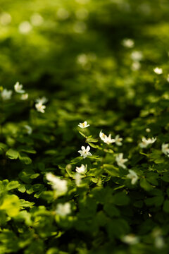 Soft spring forest bloom with white wildflowers and bokeh