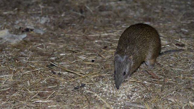 Quenda - small marsupial in search of food, short-nosed bandicoot, western brown bandicoot, Perth, western australia, Video