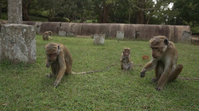 View of toque macaque monkey (Macaca sinica) on a sunny day, Mihintale, Sri Lanka, Asia