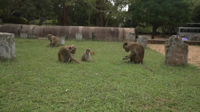 View of toque macaque monkey (Macaca sinica) on a sunny day, Mihintale, Sri Lanka, Asia