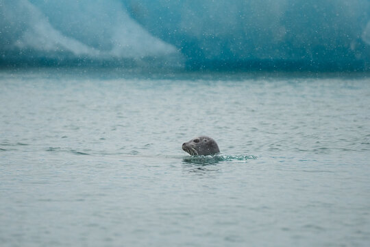 Solitary seal swims in Jokulsarlon glacier lagoon