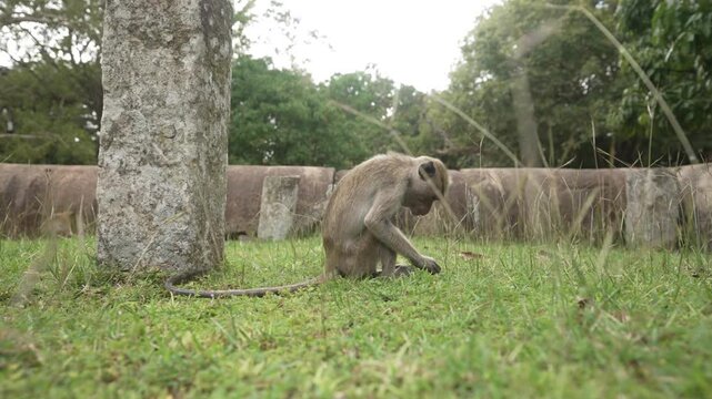 View of toque macaque monkey (Macaca sinica) on a sunny day, Mihintale, Sri Lanka, Asia