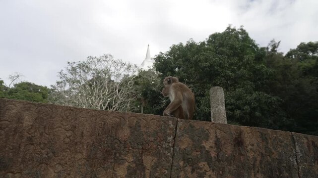 View of toque macaque monkey (Macaca sinica) on a sunny day, Mihintale, Sri Lanka, Asia