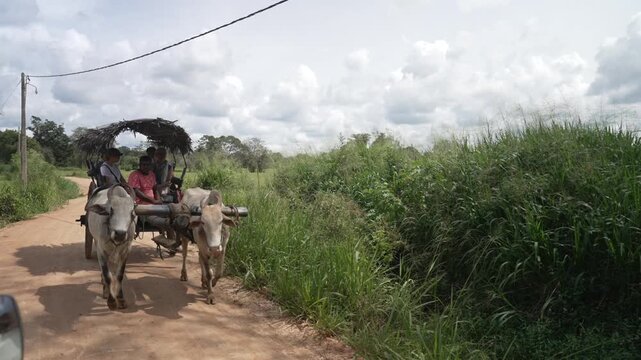 View of oxon pulling cart with touristar near Dambulla, Matale District, Sri Lanka, Asia