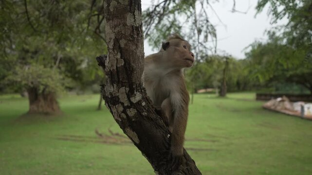 View of toque macaque monkey&sbquo;&Auml;&ocirc;s (Macaca sinica) at Polonnaruwa Archeological Ruins near Dambulla, Matale District, Sri Lanka, Asia