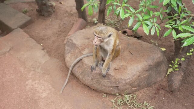 View of a toque macaque monkey (Macaca sinica) near Lion Rock, Ancient Rock Fortress, Sigiriya, Sri Lanka, Asia