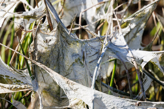Flutfilz oder Hochwasser-Papier im Fr&uuml;hjahr auf einer Flutwiese an Binsenhalmen