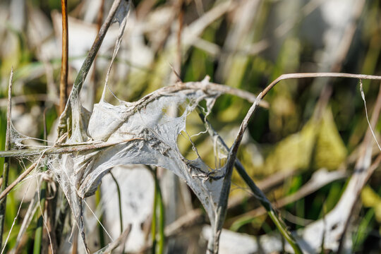 Flutfilz oder Hochwasser-Papier im Fr&uuml;hjahr auf einer Flutwiese an Binsenhalmen