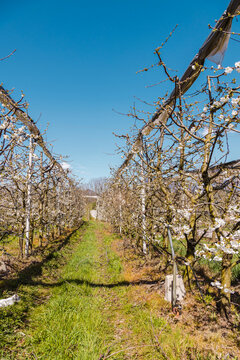 Apple blossom orchard rows in spring, Pergine Valsugana