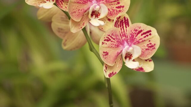 View of Phalaenopsis orchid a hybrid such as Phalaenopsis OX Bravoin Royal Botanical Garden on a sunny day, Kandy, Peradeniya, Central Province, Sri Lanka, Asia