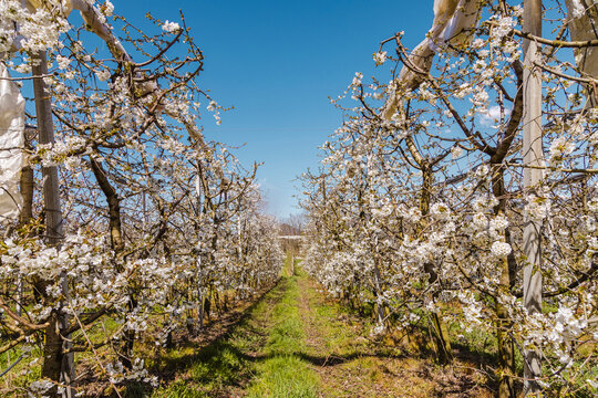 Apple blossoms in spring orchard plantation in Pergine, Italy