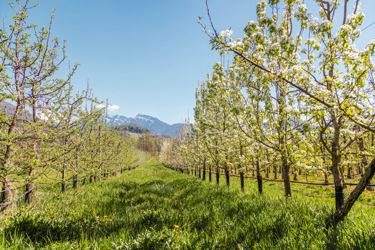 Apple blossom orchard rows in spring near Pergine Valsugana