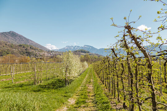 Spring apple blossom plantation near Pergine Valsugana
