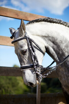 Portrait of a horse with braided mane and bridle