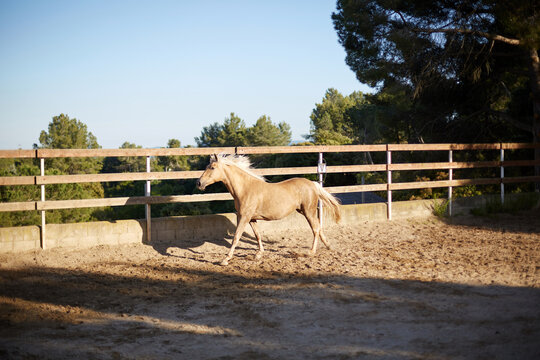 Palomino horse trotting in outdoor arena near stable