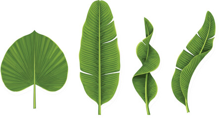Tropical Green Banana Leaves and Palm Foliage Vector Set Isolated on White Background for Summer Patterns, Botanical Designs, and Exotic Backgrounds © Fahim