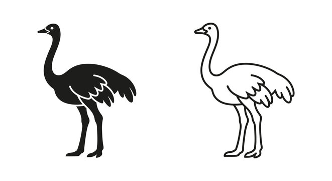 Ostrich silhouette and outline drawing on a white background