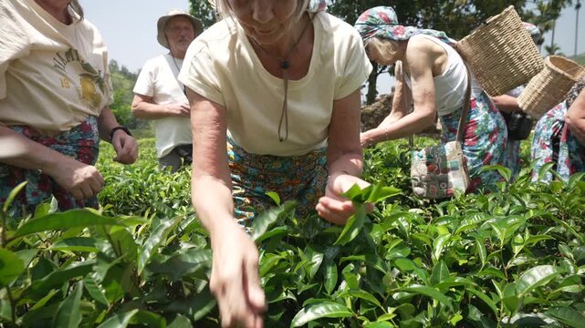 View of tourists tea picking in tea plantation at Kingswood Tea Factory, Ramboda, Sri Lanka, Asia