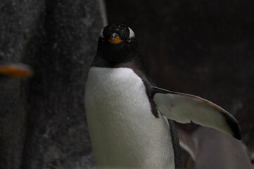 Gentoo Penguin Portrait © Morten