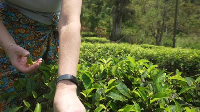View of tourist tea picking in tea plantation at Kingswood Tea Factory, Ramboda, Sri Lanka, Asia