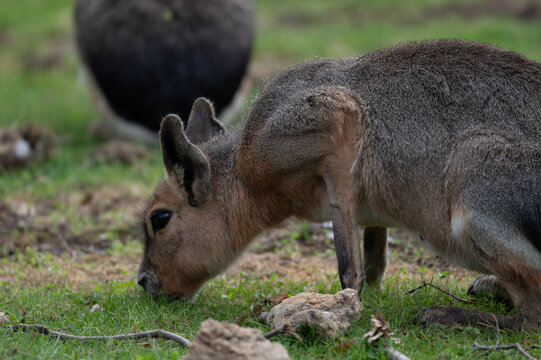 Red-necked Wallaby Grazing