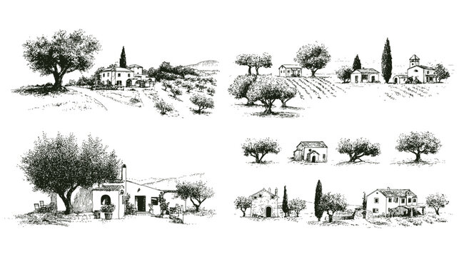 Olive trees landscape sketch, mediterranean countryside house illustration