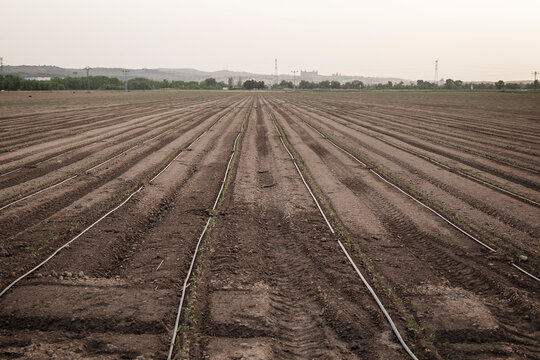 Irrigated farm field rows ready for fresh produce harvest