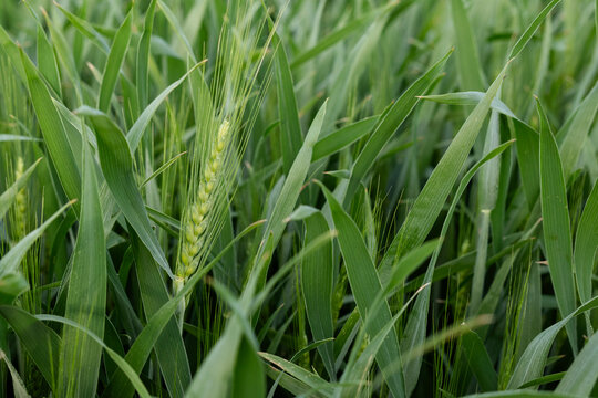 Close up of green wheat in field for fresh harvest crop