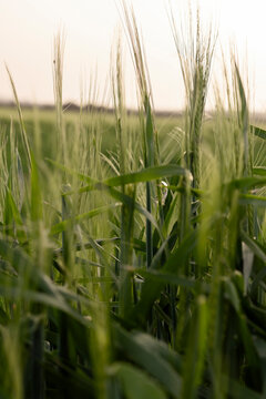 Green grain field at sunrise with crop and farm focus