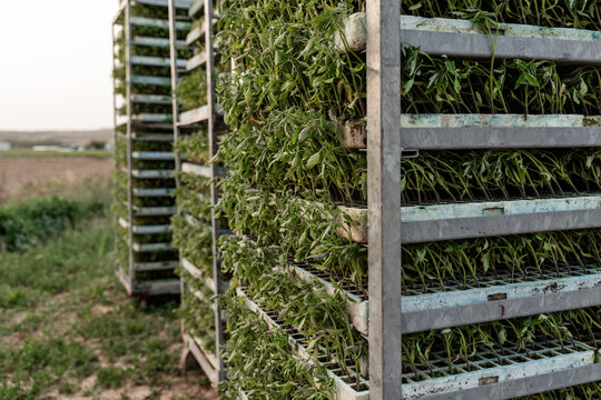 Fresh produce harvest in crates at a rural farm field