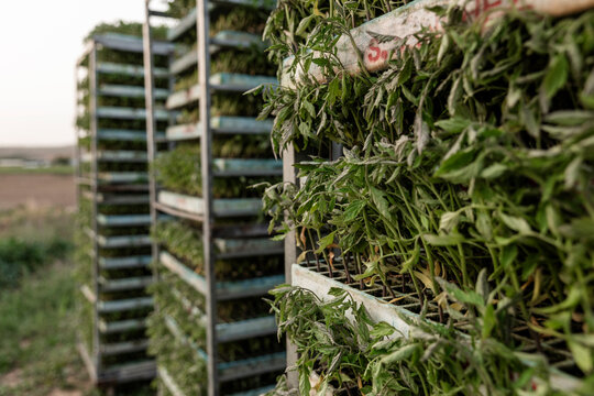 Fresh tomato seedling trays stacked for harvest on farm