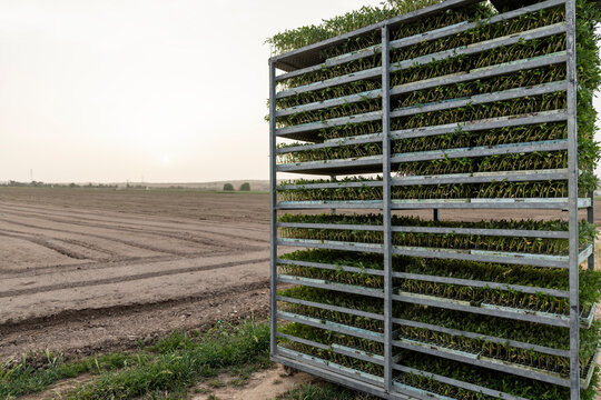 Farmer harvest and stack fresh leafy produce at field