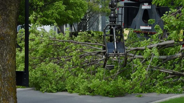 Tree service truck collecting large branches during residential tree removal and cleanup operation in suburban neighborhood.