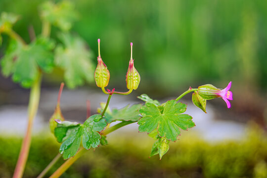 Herb robert blooming with vibrant colors in spring