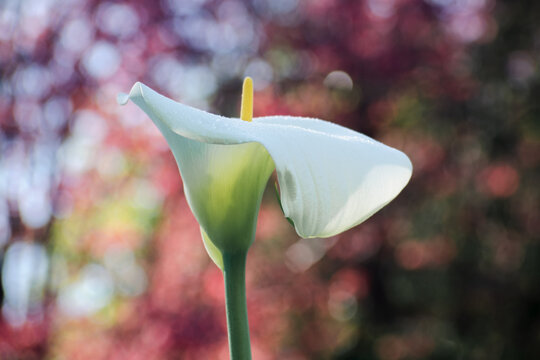 Elegant calla lily with spring bokeh background