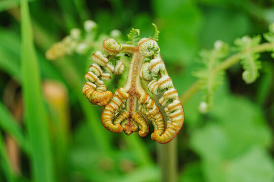Fern fiddleheads unfurling in vibrant springtime