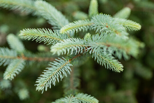 Close-up of vibrant fir tree branches in spring