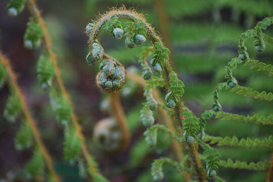 Young ferns unfurling in springtime